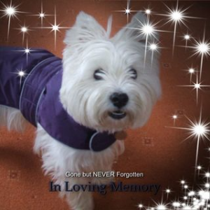 Westie Man Pasta (@paulsikora9) _ Twitter (2).png