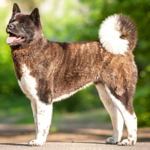 American-Akita-Dog.jpg