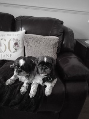 313404318_1087587545248522_2829284716905529497_n (1).jpg