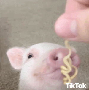 pig tiktok.gif