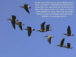 the-7-principles-of-teamwork-from-geese-26-728.jpg