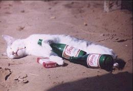 wasted-54091.jpg