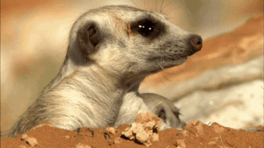 43394CB7-95AD-4B33-B5EE-58F23EAF2DDA.gif