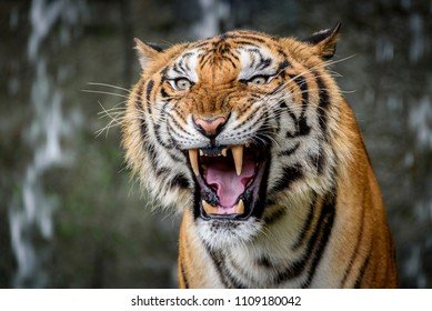 close-portraits-roaring-bengal-tiger-260nw-1109180042.jpg