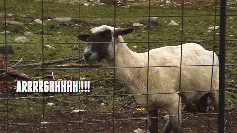 SHEEP1.gif