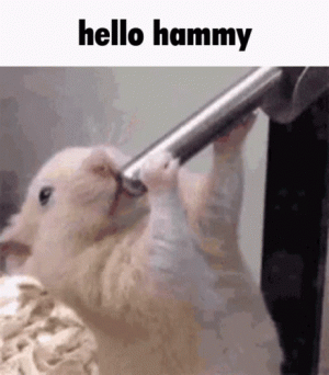 hello-hammy-hello.gif