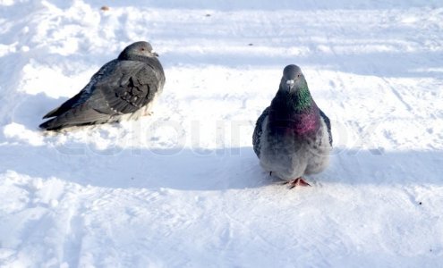 800px_COLOURBOX5841886.jpg