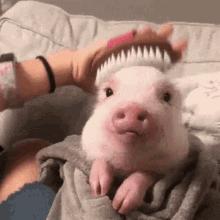pig.gif