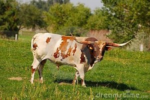 longhorn-steer-16678625.jpg