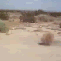 Tumbleweed_Rolling.gif