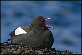 Guillemot.jpg