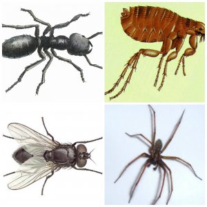 PicMonkey-Collage.jpg