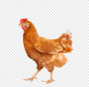 png-clipart-lovely-hen-lovely-hen-wuji.png