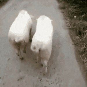 1691326043223.gif