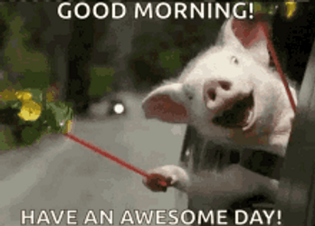 funny-good-morning-pig-riding-car-ngw9yaq0809u2t0n.gif