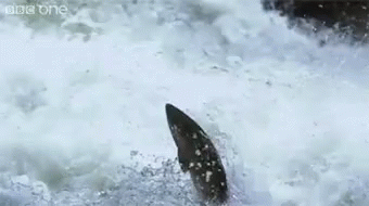 1691616856724.gif