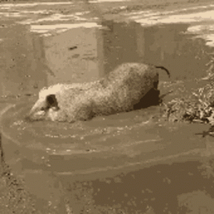me-revuelco-en-tu-cagada.gif