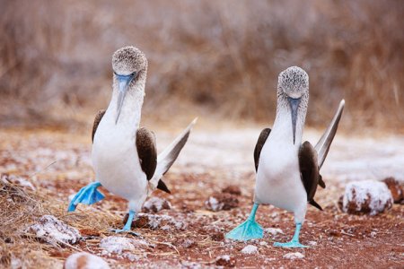 blue-footed-boobies.jpg