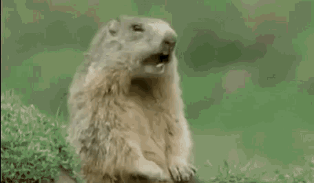 1695138264521.gif