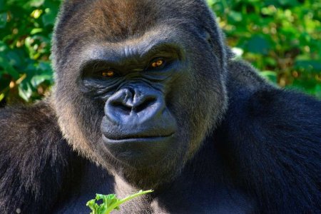 Gorilla.jpg