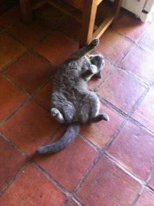 image.jpeg image.jpeg