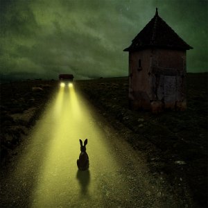 Rabbit in headlights.jpg