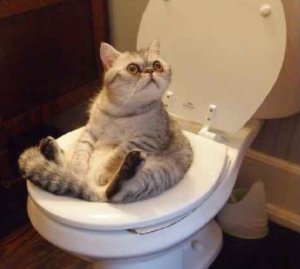 image.jpeg