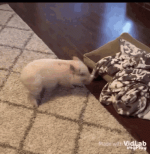 IMG_1406.gif