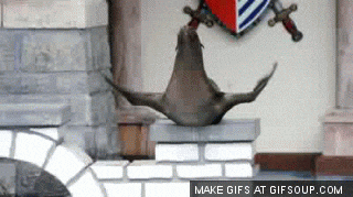 giphy[1].gif