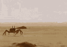 IMG_1445.gif