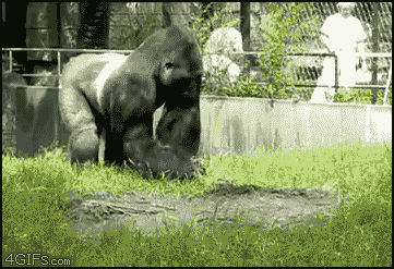 IMG_0471.gif