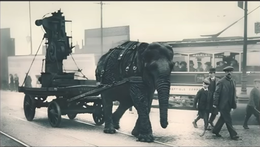 SHEFFIELD ELEPHANT WW1.png