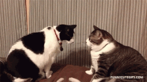 IMG_8647.GIF