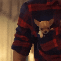 IMG_6521.gif
