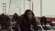 IMG_2501.gif