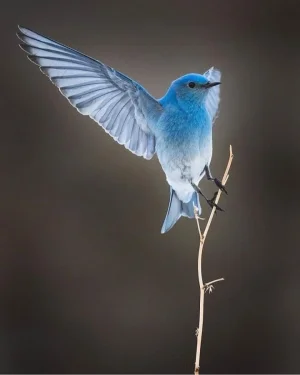 1734773035411.webp