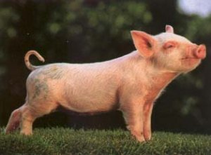 pig.jpg