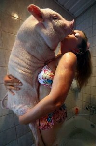 pig-and-shower.jpg