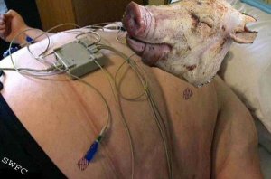 piggyhospital.jpg