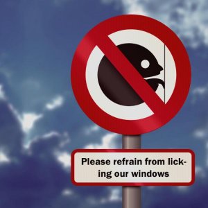 window_licker_by_ixulai.jpg