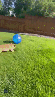 1736088538394.gif