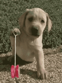 IMG_1237.gif