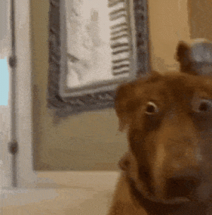 shocked-dog.gif