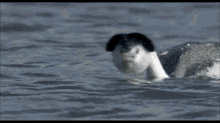 1748973774397.gif