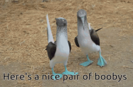 nice-pair-of-boobys.gif