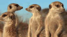 IMG_7024.gif