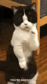 cat-dance-dancing-cat.gif