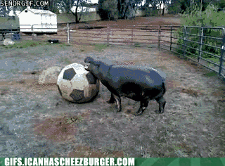 happy-hippo.gif