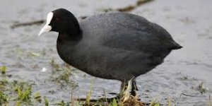 coot.jpg