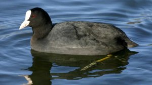 coots4.jpg